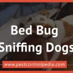 Sniffing Out the Enemy: How Bed Bug Dogs are Changing the Game
