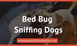 Sniffing Out the Enemy: How Bed Bug Dogs are Changing the Game