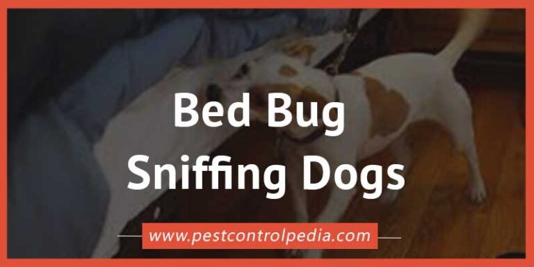 Read more about the article Sniffing Out the Enemy: How Bed Bug Dogs are Changing the Game