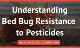 The Evolving Enemy: Understanding Bed Bug Resistance to Pesticides