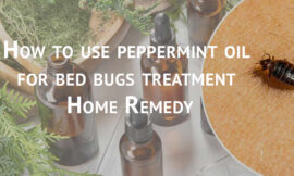 How to use peppermint oil for bed bugs treatment? Home Remedy