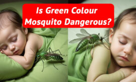 Is Green Colour Mosquito Dangerous?