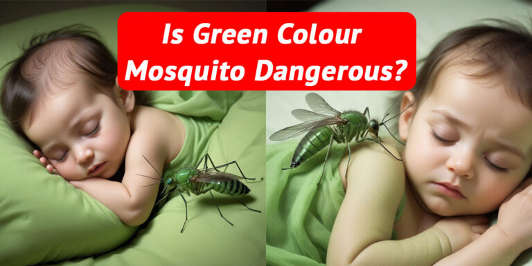 Read more about the article How Do I Get Rid Of Mosquitoes In My House Fast?