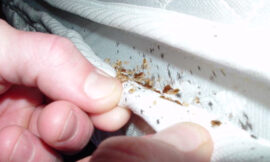 Uncovering Bed Bug Eggs: A Comprehensive Guide to Identification