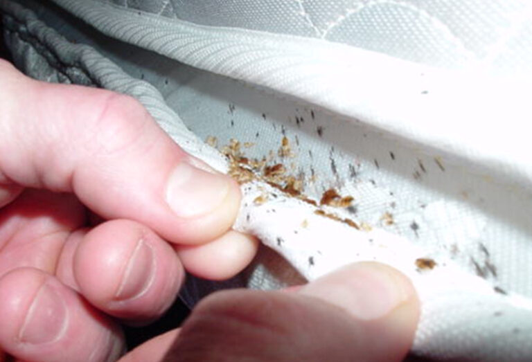 Read more about the article Uncovering Bed Bug Eggs: A Comprehensive Guide to Identification