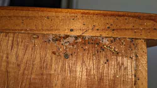 bed-bug-infestation-in-furniture-www.reddit.com_.jpg