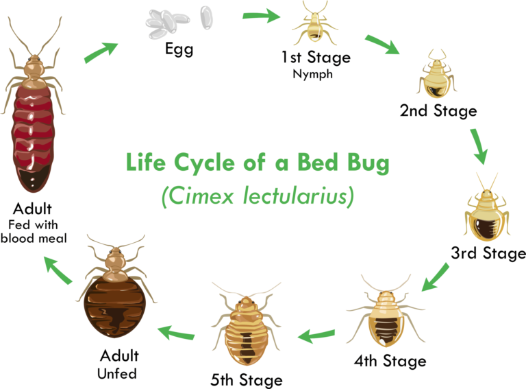 life cycle of bed bug