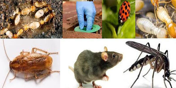 Best Pest Control Companies In New York | Pest Control Services In New York | Stars exterminator inc Google Reviews