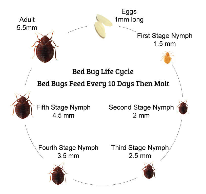 bed bug life cycle