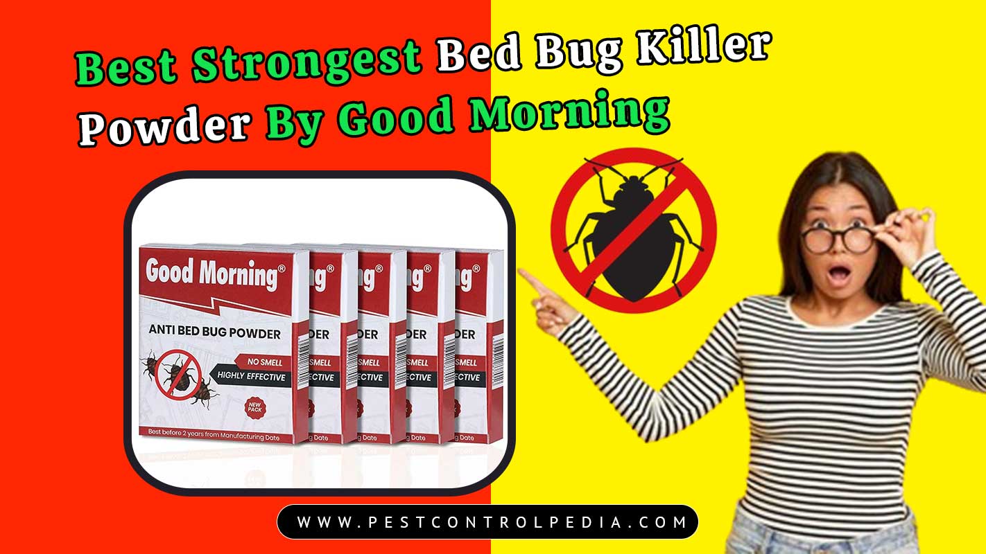 You are currently viewing Best Strongest Bed Bug Killer Powder By Good Morning