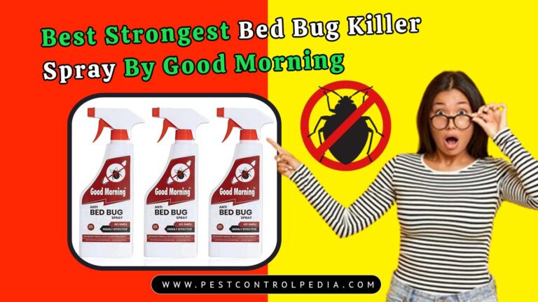 Read more about the article Best Strongest Bed Bug Killer Spray By Good Morning