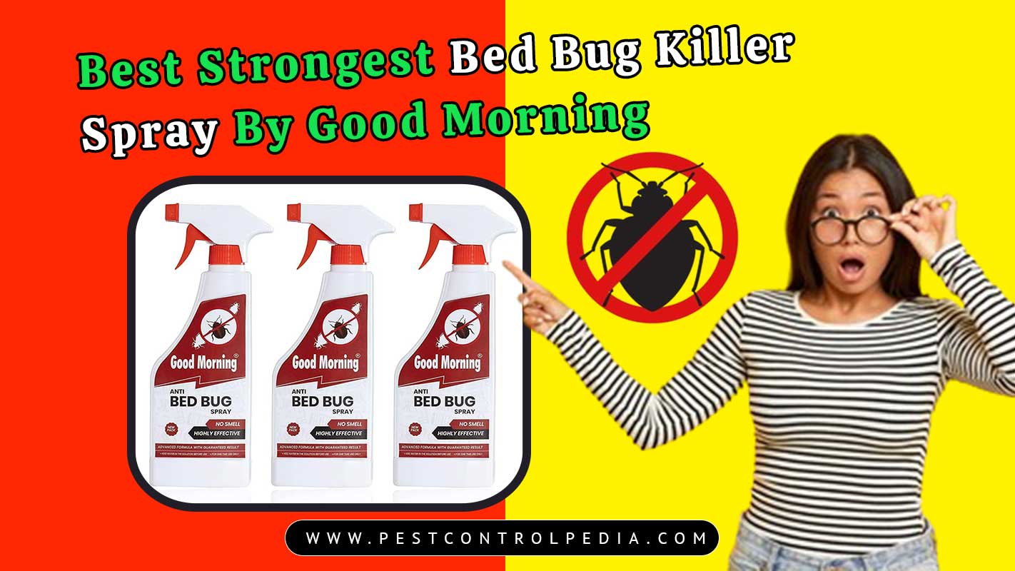 You are currently viewing Best Strongest Bed Bug Killer Spray By Good Morning