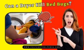 Can a Dryer Kill Bed Bugs? The Surprising Truth Revealed