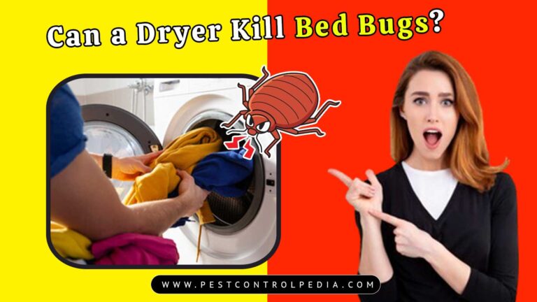 Read more about the article Can a Dryer Kill Bed Bugs? The Surprising Truth Revealed