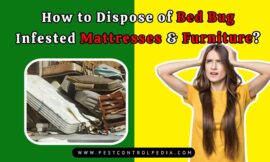 How to Dispose of Bed Bugs Infested Mattresses & Furniture?