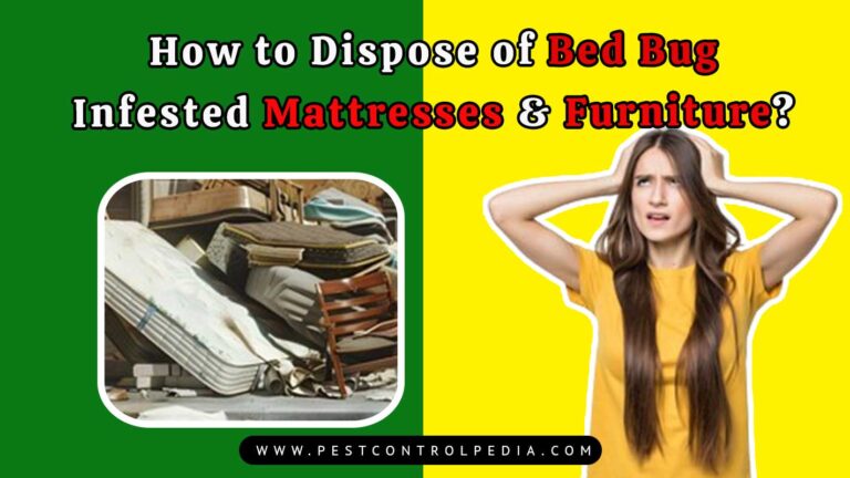 Read more about the article How to Dispose of Bed Bugs Infested Mattresses & Furniture?