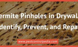 Termite Pinholes in Drywall: Identify, Prevent, and Repair