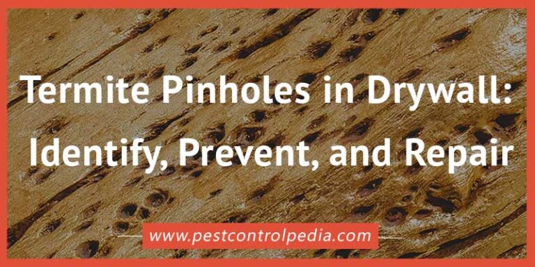 Read more about the article Termite Pinholes in Drywall: Identify, Prevent, and Repair