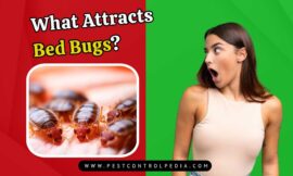 What Attracts Bed Bugs? Shocking Secrets