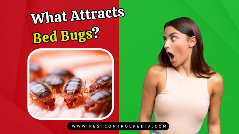 Read more about the article What Attracts Bed Bugs? Shocking Secrets