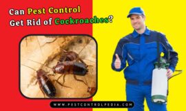 Can Pest Control Get Rid of Cockroaches? Answered