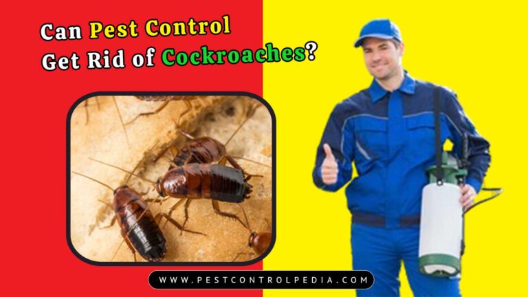 Read more about the article Can Pest Control Get Rid of Cockroaches? Answered