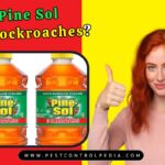 Does Pine Sol Kill Cockroaches? Uncover the Truth