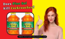 Does Pine Sol Kill Cockroaches? Uncover the Truth