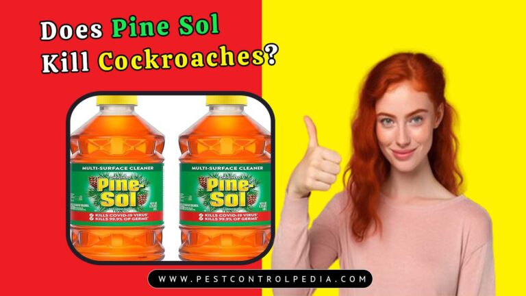 Read more about the article Does Pine Sol Kill Cockroaches? Uncover the Truth