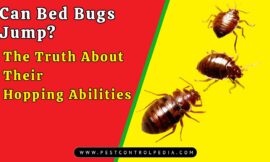 Can Bed Bugs Jump? The Truth About Their Hopping Abilities