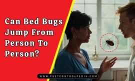 Can Bed Bugs Jump from Person to Person? Get Answers