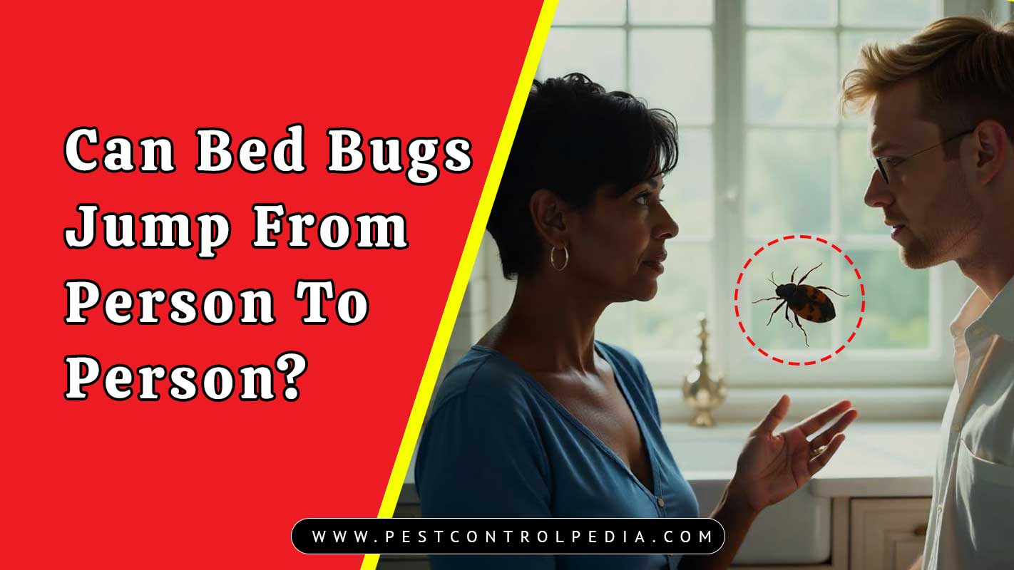 can bed bugs jump from person to person