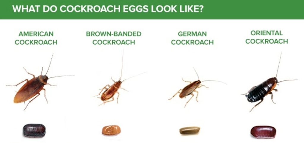 how do cockroach eggs look like