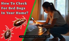 How To Check For Bed Bugs In Your Home? Bed Bug Testing