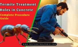 Termite Treatment Holes in Concrete: Complete Procedure